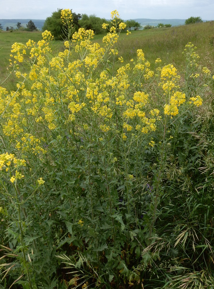 Uyda missionerlik jinsiy aloqa Juda katta kokrakli yalangoch qizlar